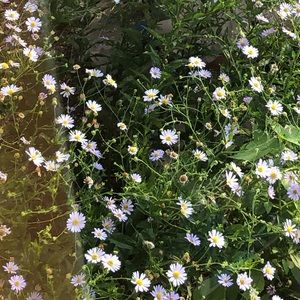 Meet your Posher, Mildred